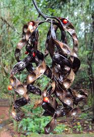 Image result for Tragia adenanthera