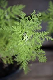 Image result for Artemisia afra