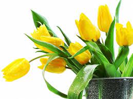 Download Free 25 Most Beautiful Best Fresh Yellow Flower Wallpaper For Desktop In 1920x1200 1920x Yellow Tulips Yellow Flower Wallpaper Red Flower Wallpaper