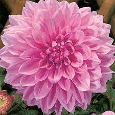 Dinner plate dahlia that has beautiful bright pink flowers. Giant Dinnerplate Dahlia Otto S Thrill K Van Bourgondien