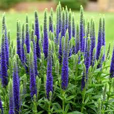 Image result for Veronica abyssinica