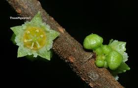 Image result for Bridelia