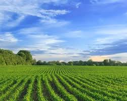 Land for sale agriculture can offer you many choices to save money thanks to 15 active results. Agriculture Land For Sale Landflip
