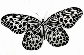 Maybe you would like to learn more about one of these? Butterflyreptile