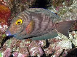 Image result for Oxyanthus strigosus