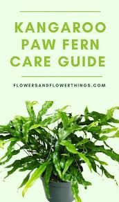 Kangaroo Paw Fern Care Guide Flowersandflowerthings Ferns Care Kangaroo Paw Ferns