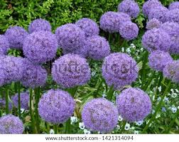 Giant allium flowers south africa. Shutterstock Puzzlepix