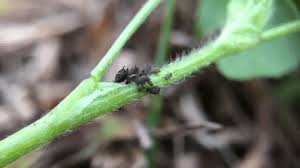 My desert roses are dropping their leaves and they have brown to blackish spots on them. How To Get Rid Of Bugs In Houseplants Soil
