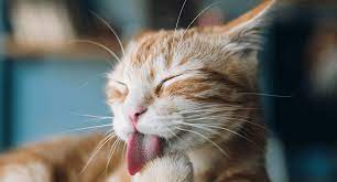 Cat Tummy Troubles Stomach Issues Iams Dog Cat Pet Food Brand