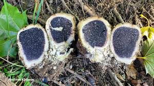 Image result for Scleroderma polyrhizon