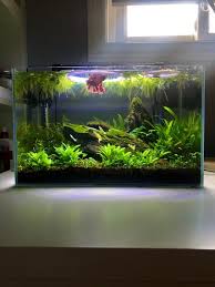 For The Background I Used The Hellanthium Quadristicus And Crypt Undulata Mid Ground Is S Repens And Bacopa Carolini Aquarium Online Nitrogen Cycle Aquarium
