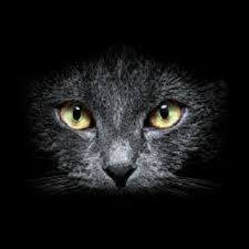 Ruyada Kara Kedi Gormek Ruyada Kara Kedi Olusu Gormek