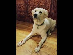 The lab and pyrenees mix, also known as the pyrador, is an intelligent and loyal crossbreed. Labrador Mix Episode 1 Youtube