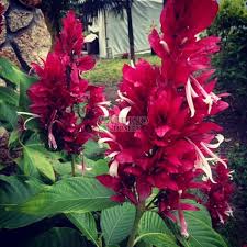 Image result for Erythrococca zambesiaca