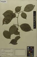 Image result for Ritchiea capparoides