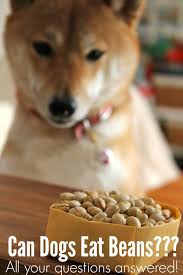 Proteins play a huge role in every dog's health and beans are rich in proteins. Can Dogs Eat Beans Family Food And Travel