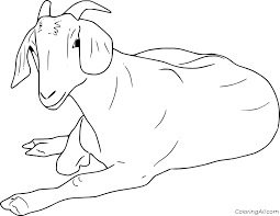 Organs, size, coloring, tail, general appearance and type, and fertility. Simple Boer Goat Coloring Page Coloringall