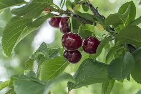 These fruits are edible and used frequently in cooking. Sour Cherries Summer Fruit Cherries Fruits Ripe Tree Stone Fruit Fruit Tree Cherry Harvest Pxfuel
