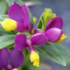 Image result for Polygala macrostigma