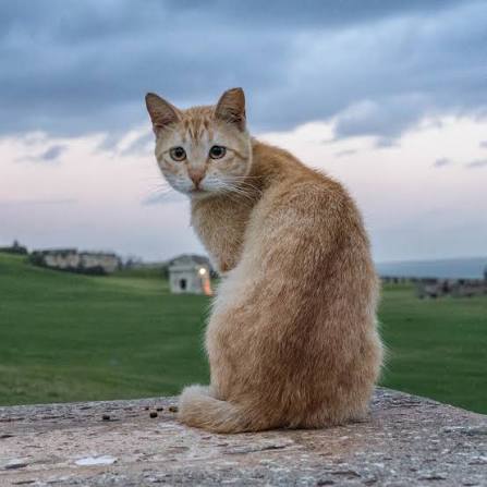 귀여운 고양이