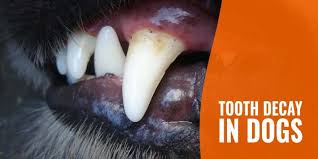 How is dog tooth decay like human tooth decay? Tooth Decay In Dogs Frequency Prevention Treatment Faqs