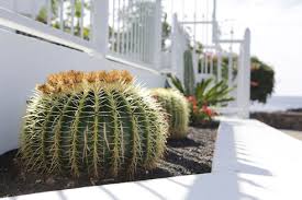 Golden barrel cactus care guide: Mexico Golden Barrel Cactus Echinocactus Grusonii Stockphoto
