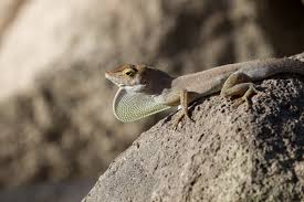 Image result for Anagallis gracilipes