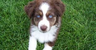 Australian Shepherd Black And White Dog With Blue Eyes Australian Shepherd Red Tri Bet Blue Eyed Tri Australian Shepherd Australian Shepherd Training Red Tri Australian Shepherd