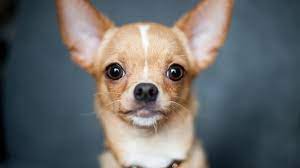 Razas De Perros Pequenos Como Educar A Un Cachorro