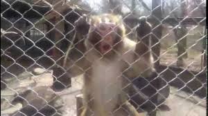Grădina zoologică din târgu mureș (în maghiară marosvásárhelyi állatkert) se află în partea de est a orașului pe platoul cornești la o altitudine de 488 față de marea neagră și la 197 m față de târgu mureș. Maimutele Din Gradina Zoologica Din Targu Mures Youtube