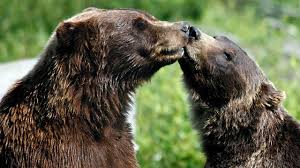 Do animals have sex for pleasure?