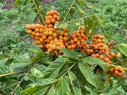 Image result for Deinbollia