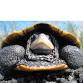 Terrapins of Nissequogue - Family Program