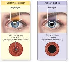 Pupil Diameter Pupillary Constriction Decreases The