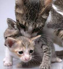 cat kiss cats cute animals animals