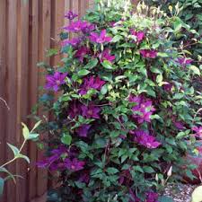 Image result for Clematis pulchra