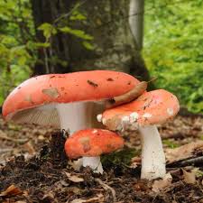 Image result for Russula sp