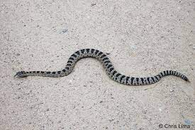 Great Basin Rattlesnake Rattlesnake Reptile Snakes Poisonous Snakes