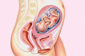 Kebutuhan pangan diutarakan secara naluri, bayi menangis pada saat lapar. Usia Kandungan Obstetrik Dan Sebenar Menentukan Umur Gestasi Oleh Ultrasound