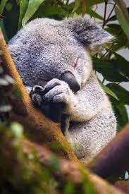 Dontcallmebetty Cute Animals Animals Wild Cute Baby Animals
