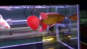 Menerima pesanan pembuatan aquarium dan menyediakan ikan hias. Video Ikan Arwana Di Akuarium