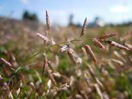 Image result for Eragrostis minor