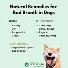 Dog Has Bad Breath Try These Natural Remedies Dogcare Doghealth Bad Breath Dog Bad Breath Remedy Dog Breath Remedy