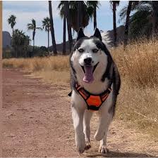 Iris Renteria (@irislillianr) • Instagram photos and videos