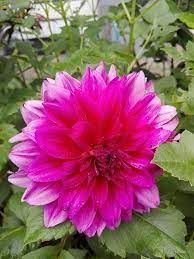 A member of the compositae (also called asteraceae) family of dicotyledonous plants, its garden relatives thus include the sunflower, daisy, chrysanthemum, and zinnia.there are 42 species of dahlia, with. File Bunga Dahlia Ungu Jpg Wikimedia Commons