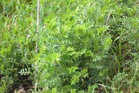 Image result for Vicia sativa