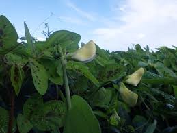 Image result for Vigna reticulata