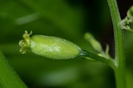 Image result for Cyclantheropsis parviflora