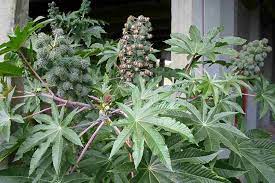 Ricinus Communis
