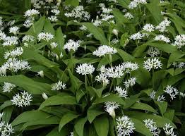 This is among simplest of all pasta dishes, and it just uses the principle of flavouring with pesto, and then garnishing with some of the unprocessed ingredients of the same thing. Aglio Orsino Flora Alpina Bergamasca